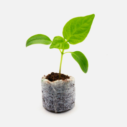 A plant linking to plants, seeds, and bulbs shopping page